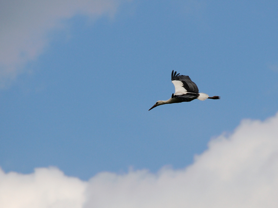 Storch