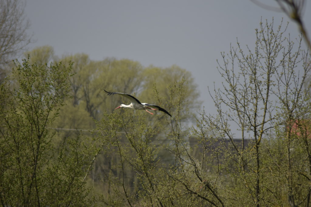 Storch1