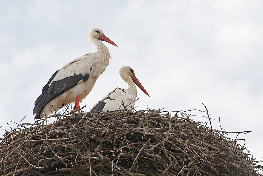 Storch1