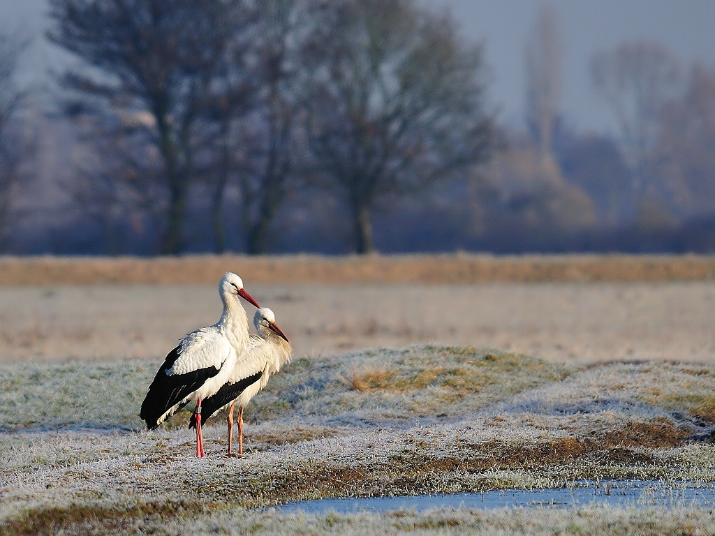 storch12