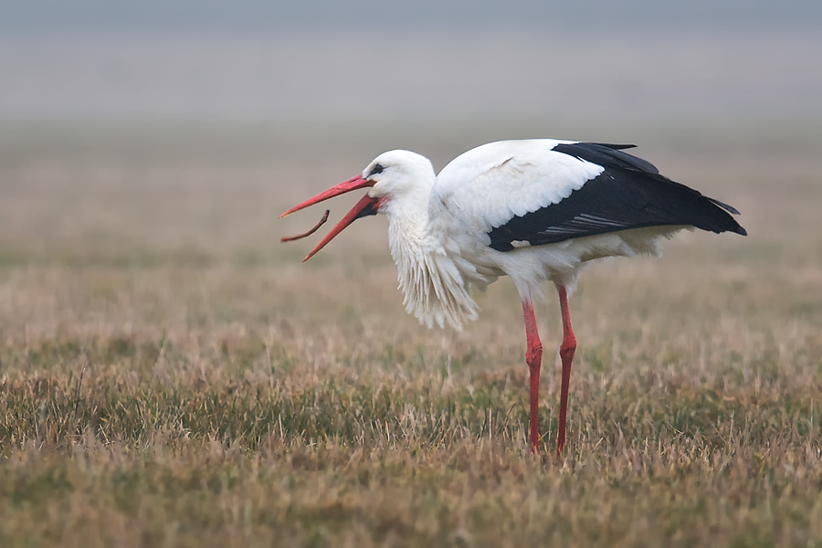 storch2