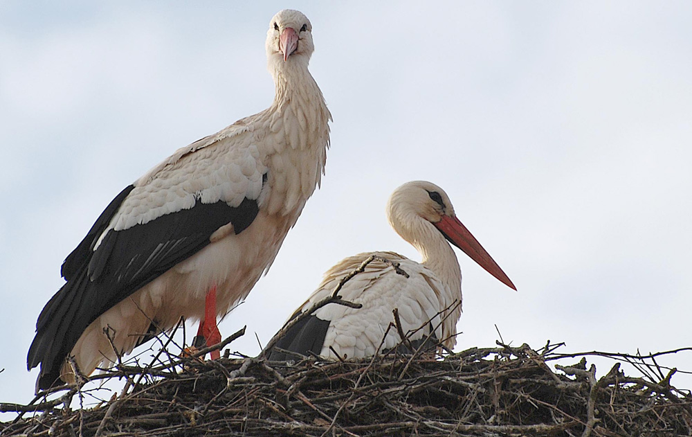 Storch2
