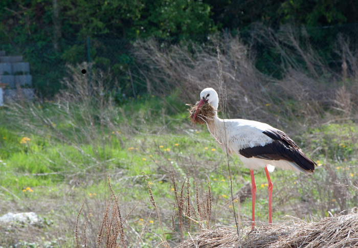 Storch3