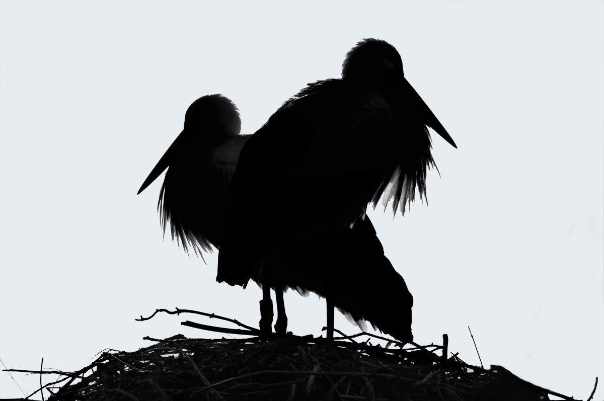 storchen silhouette 1200