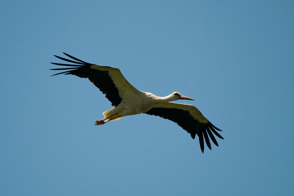 Storchenflug