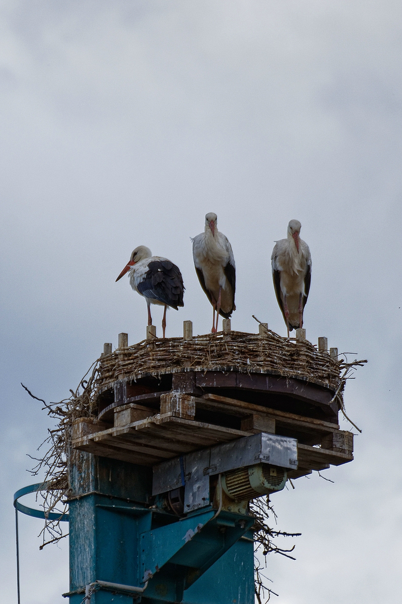 Storchennest