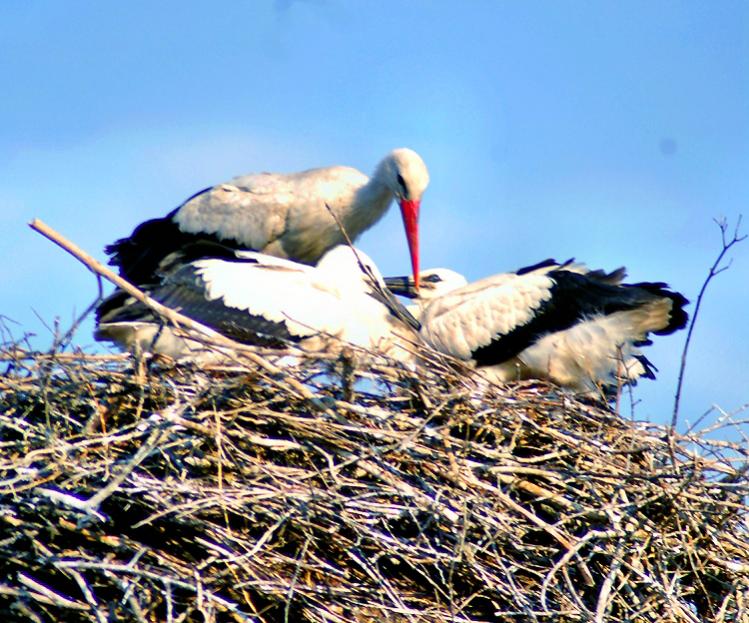 storks