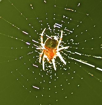 Strahlende Spinne
