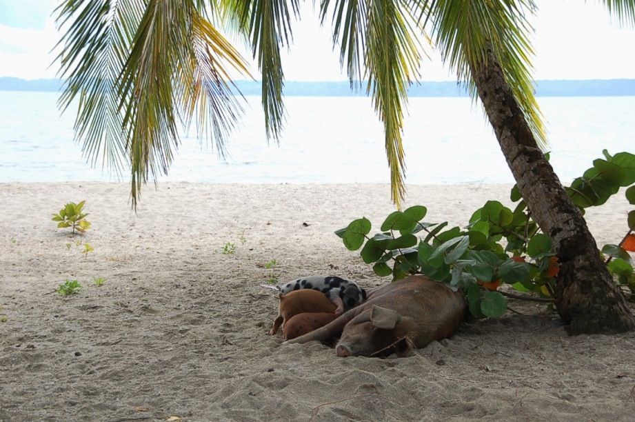 Strand Schweine
