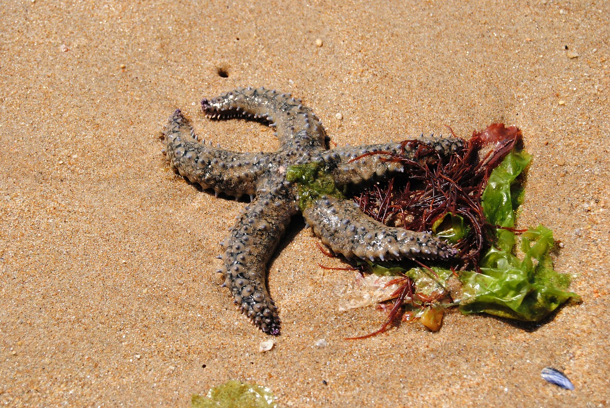 Strandgut Bretagne (239)