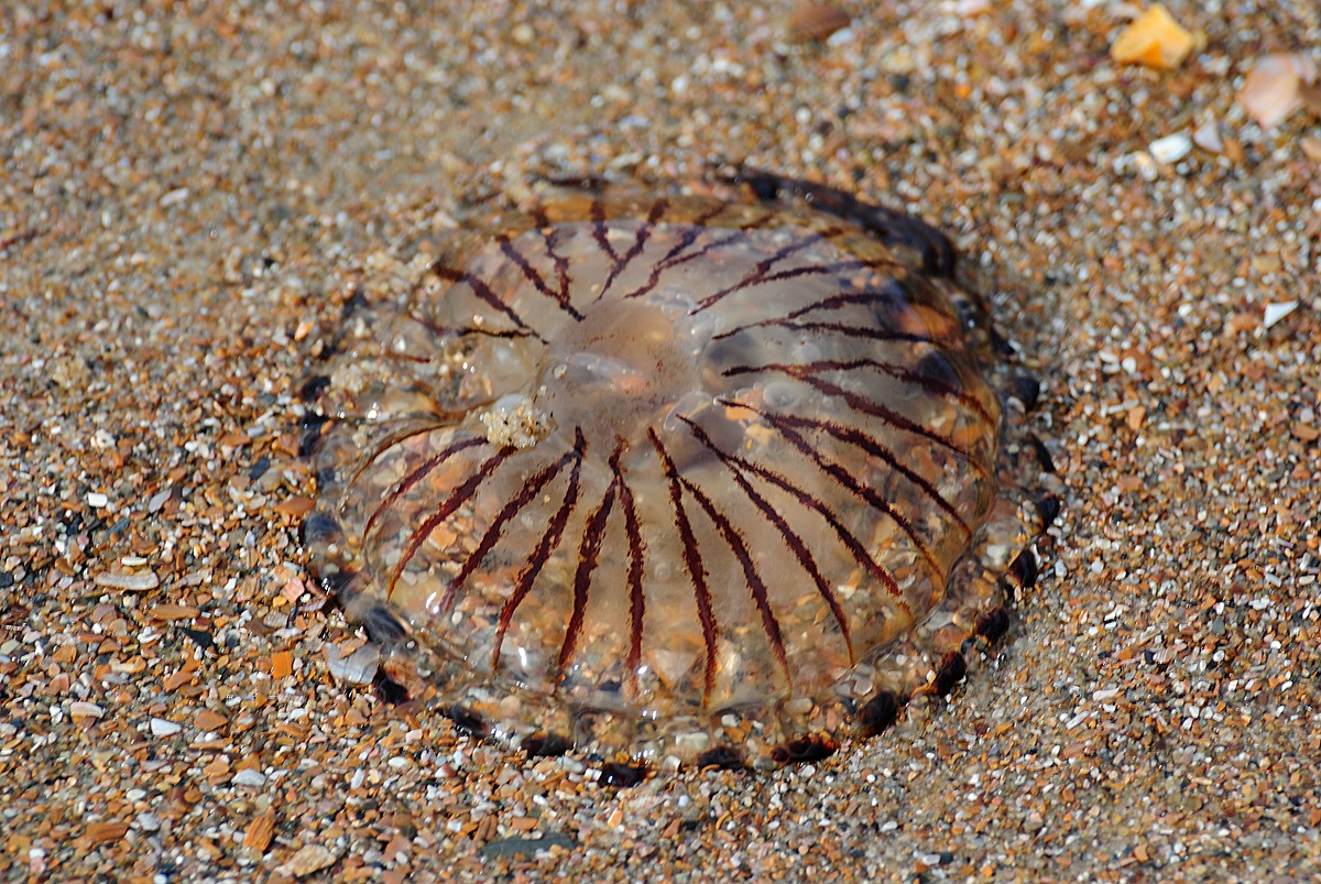 Strandgut Zoutelande 1 (47)
