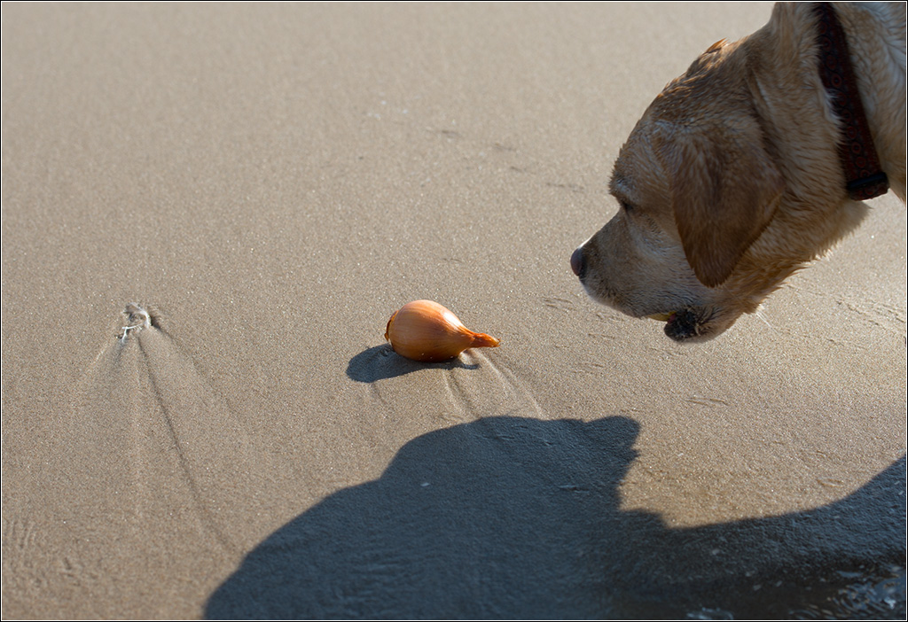 Strandgut