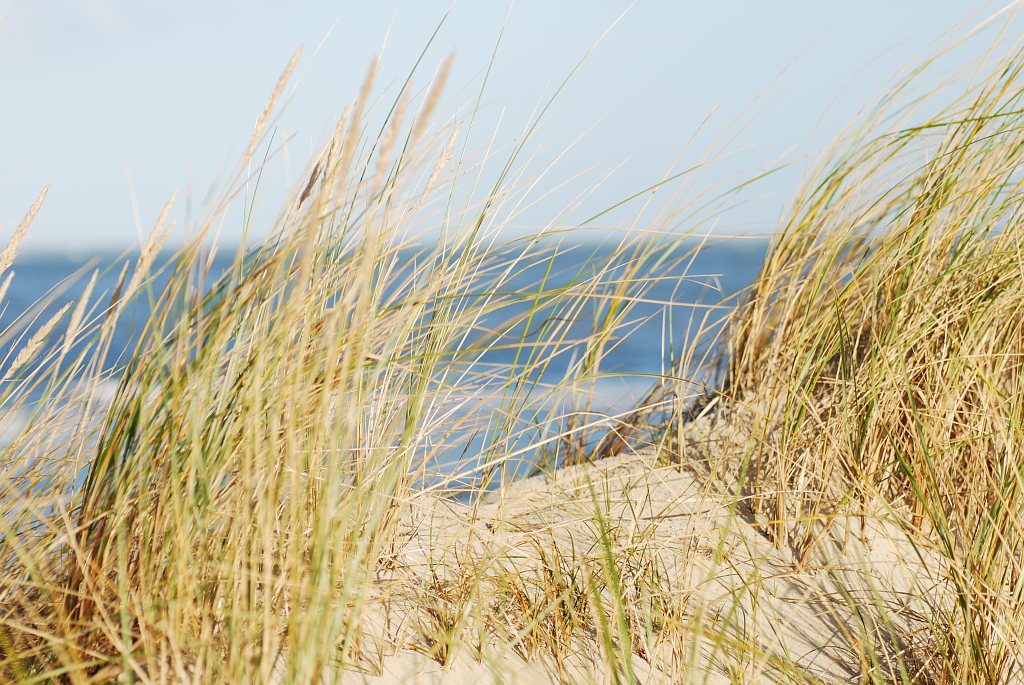 Strandhafer