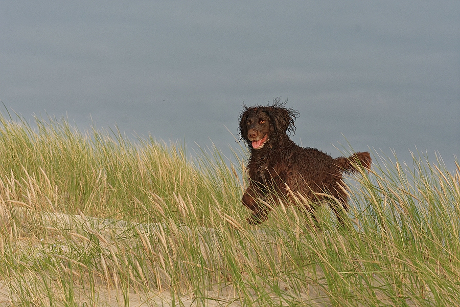 Strandhaferwachtel