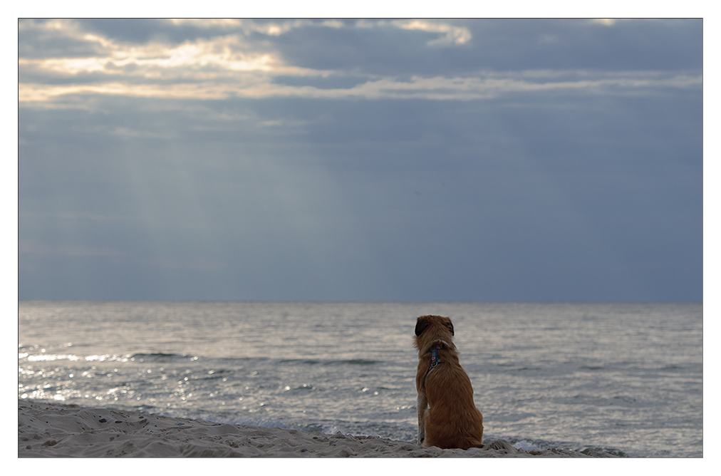 strandhund im gegenlicht 3