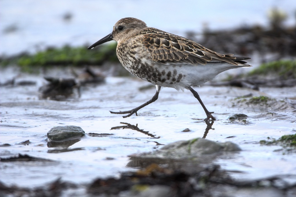 Strandläufer-1.jpg