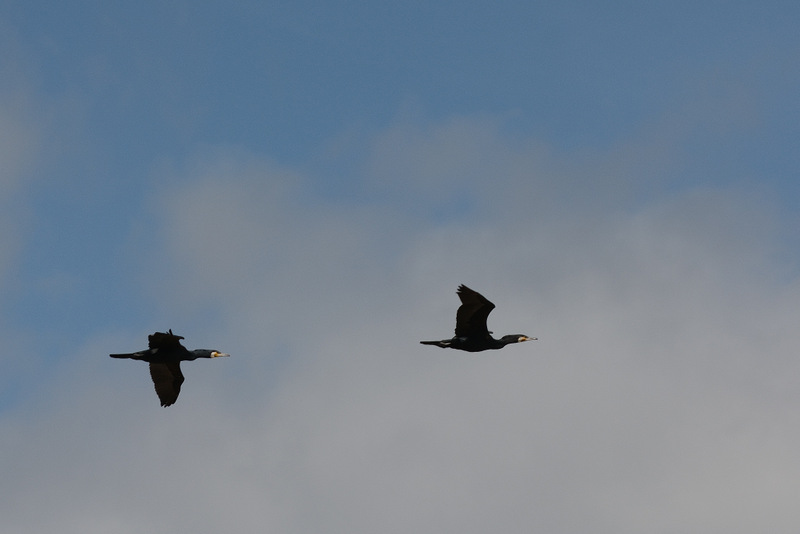 Strandpatroullie - Kormoran