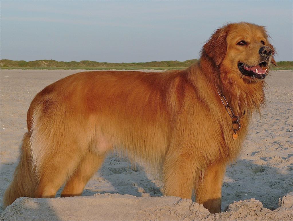 Strandwart
