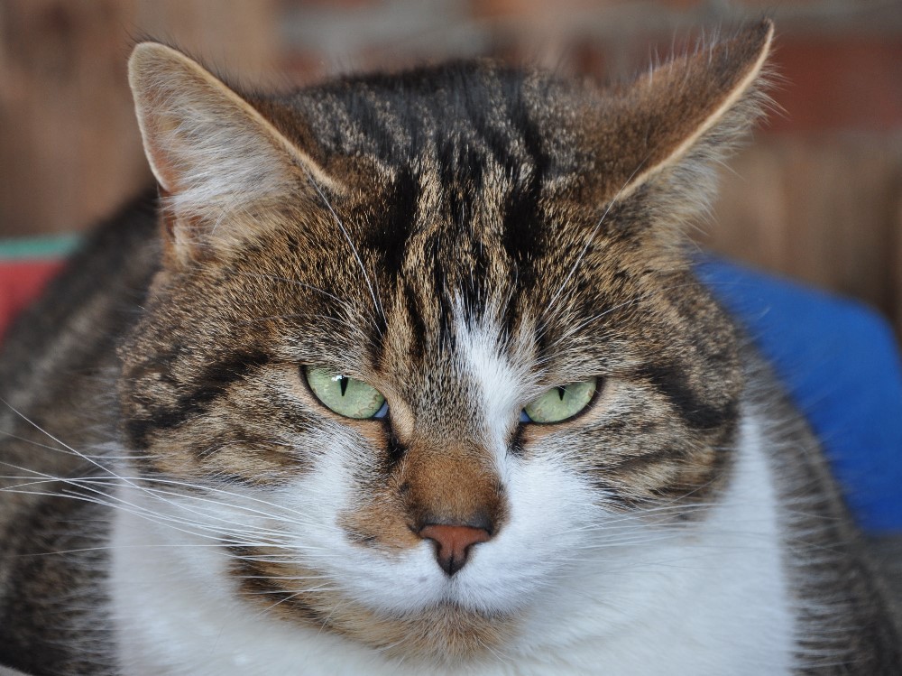 Strassenkater Tom Bommel