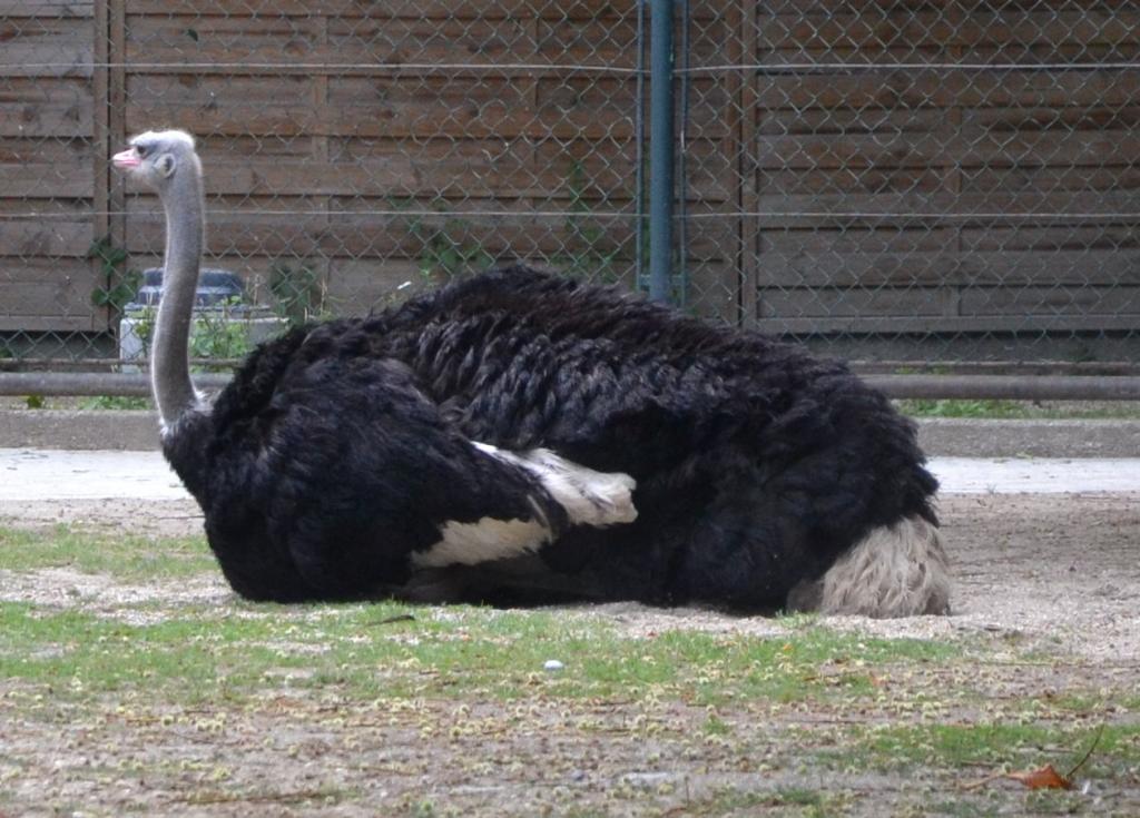 Strauß