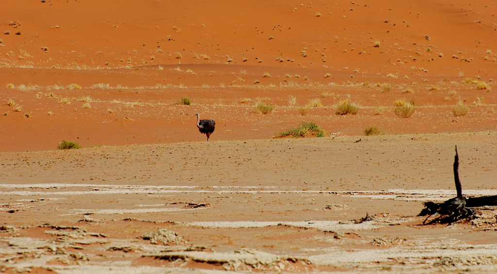 Strauss im Hiddenvlei