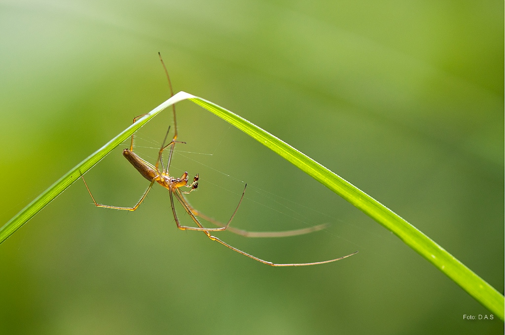 Streckerspinne männlich

Nr. 110613 D 183 NF