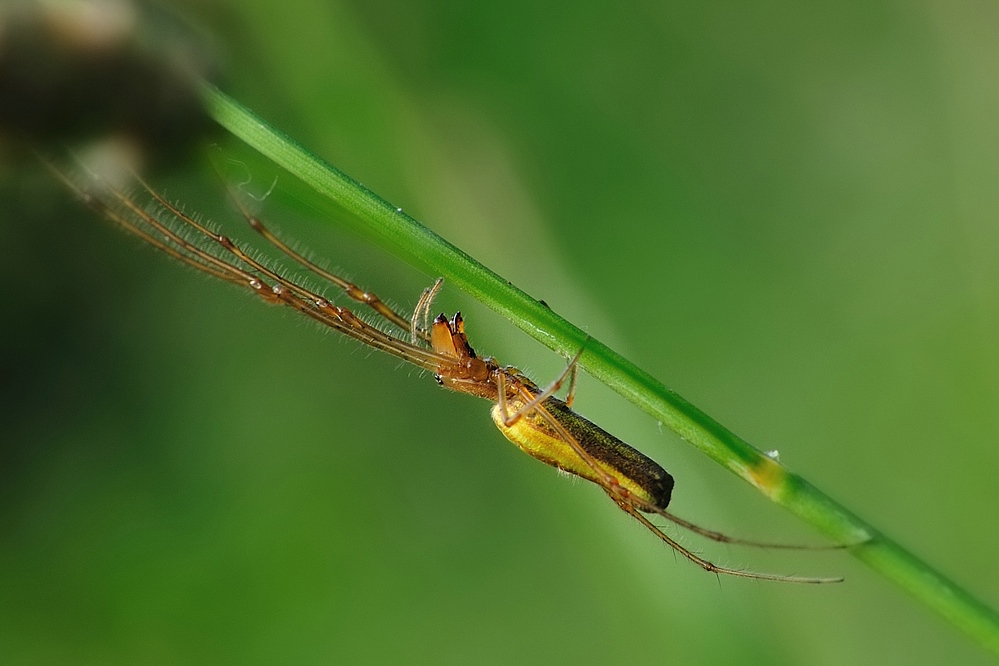 Streckerspinne