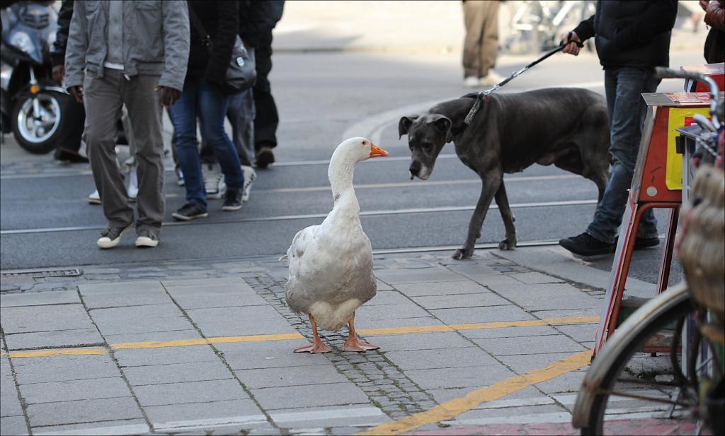 street gans 2W