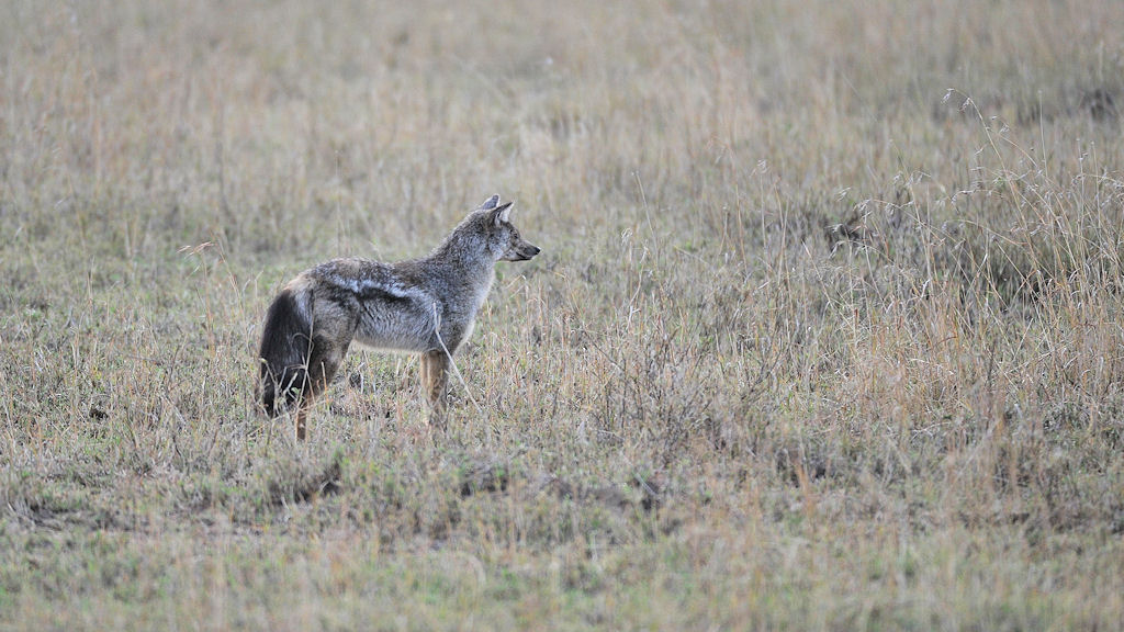 Streifenschakal 
Serengeti, Seronera
3007