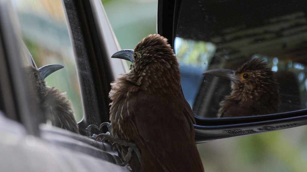 Strichelkopf-Baumsteiger (Strong billed Woodcreeper)
sieht sich mehreren Rivalen gegenüber
1197