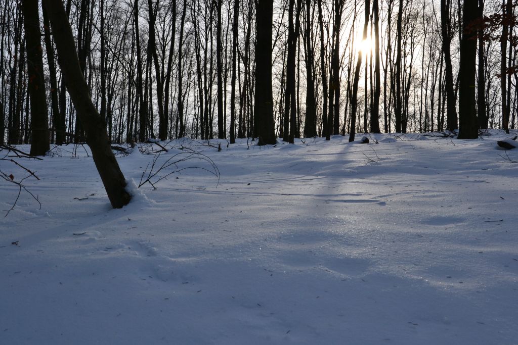 Strohn, Sengbachtalsperre 023 01
