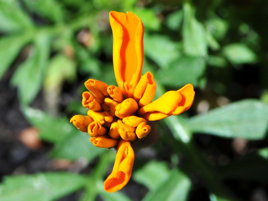 Studentenblume 002