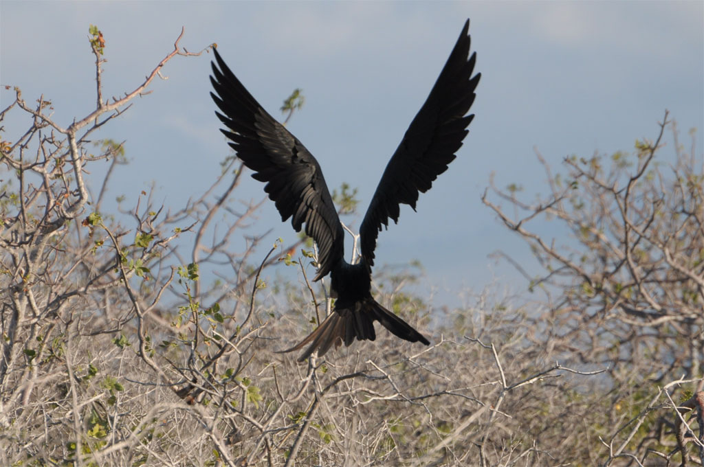 Studie eines Fregattvogels im Flug