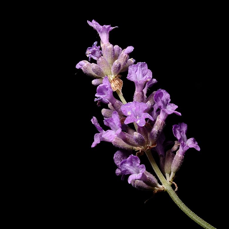 Studie vom Lavendel 
mit Micro Nikkor 105/4.0 Ai