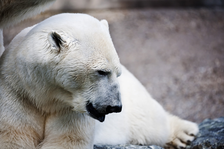 Stuttgart
Zoo "Wilhelma"