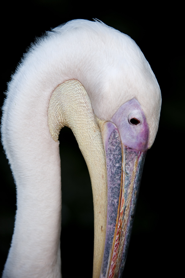 Stuttgart
Zoo "Wilhelma"