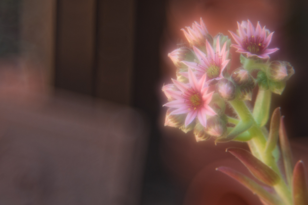Succ