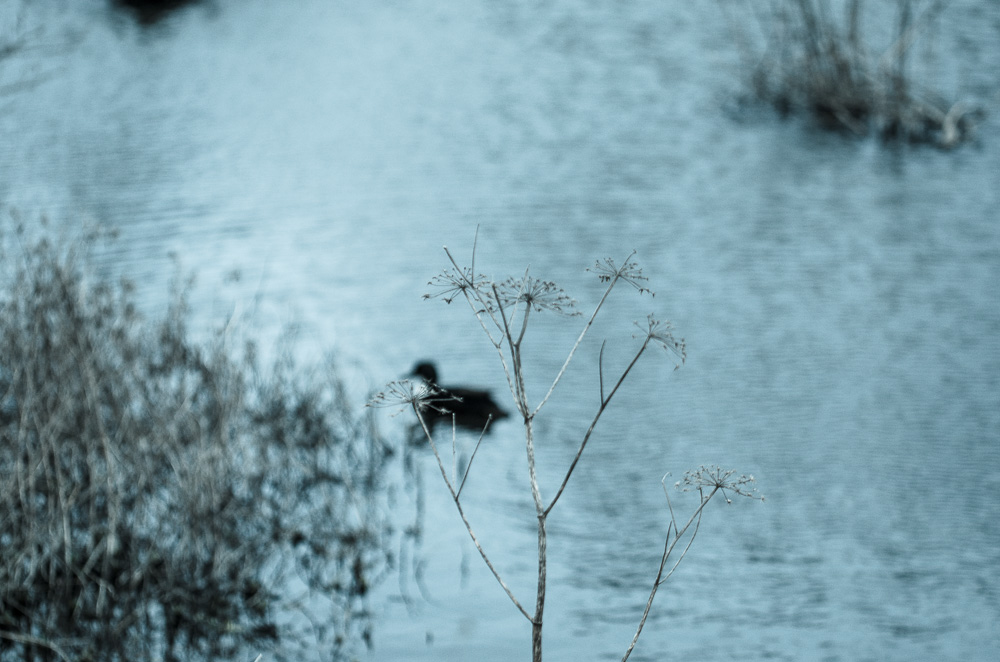Suchbild Ente