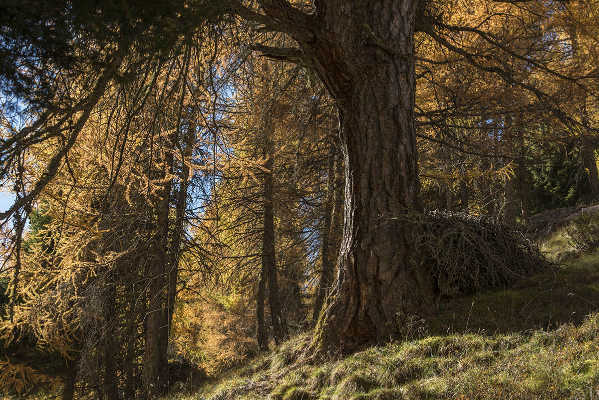 suedtirol 15