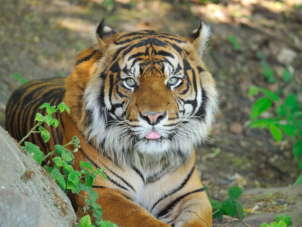 Sumatra Tiger