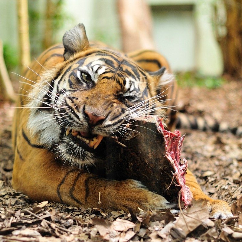 Sumatra Tiger