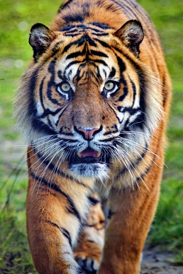 Sumatra Tiger