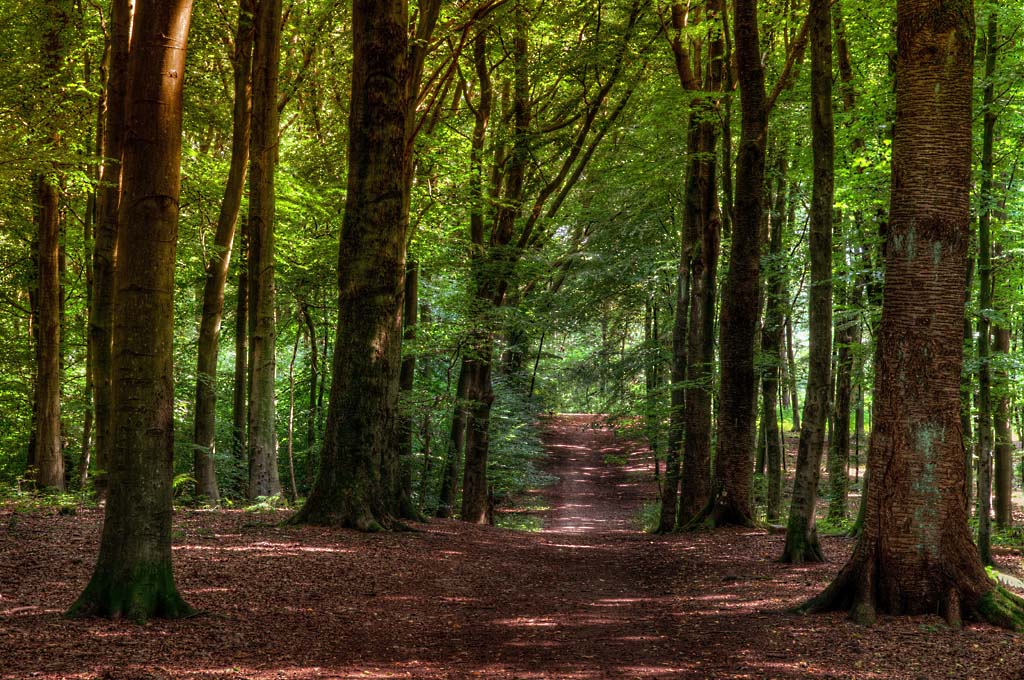 Summer Path