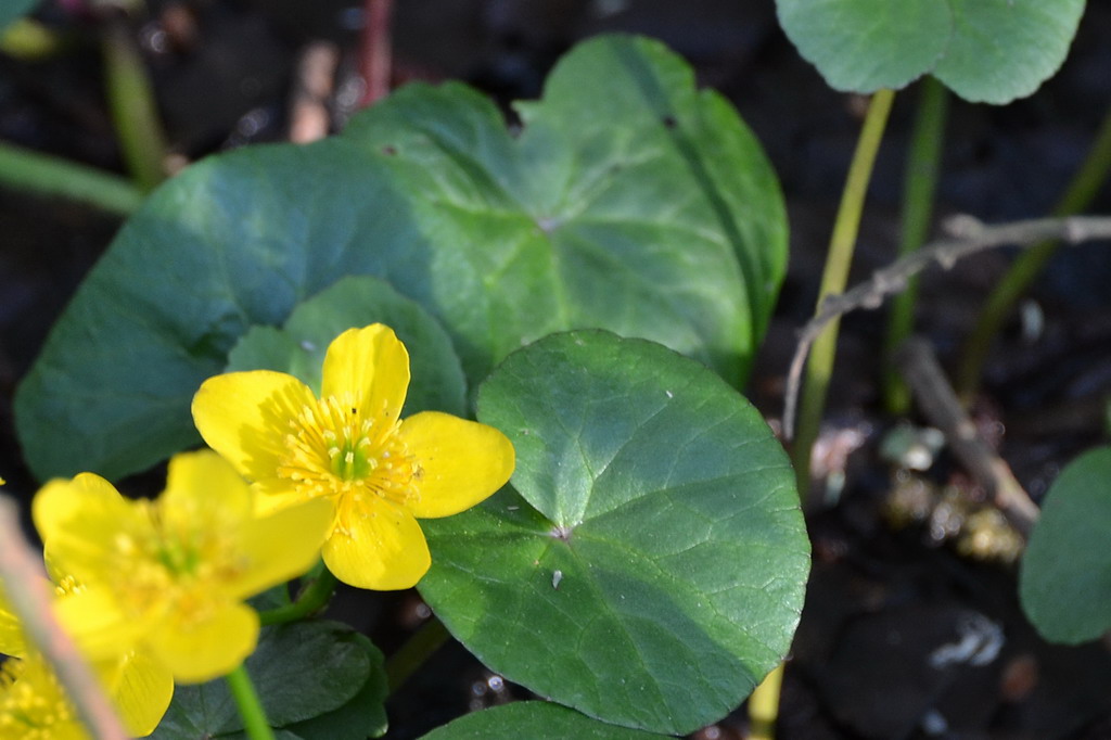 Sumpfdotterblume