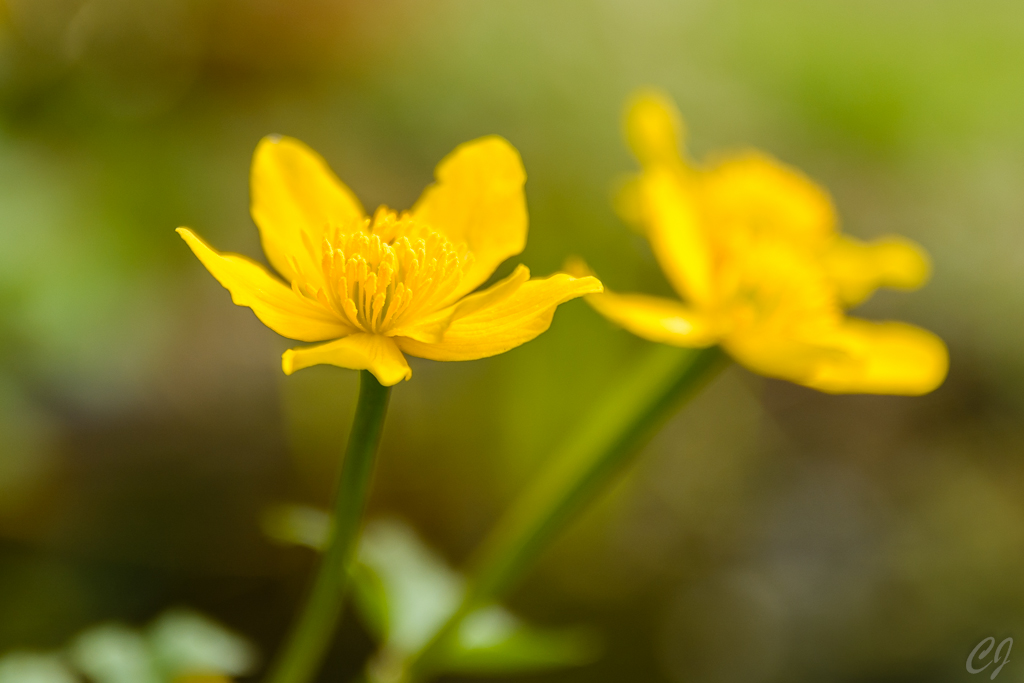 Sumpfdotterblume
