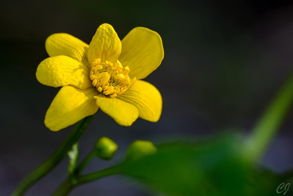 Sumpfdotterblume