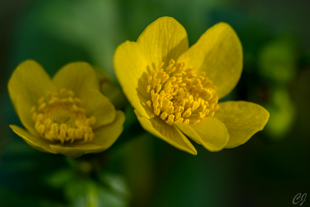 Sumpfdotterblume