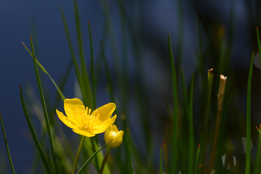 Sumpfdotterblume