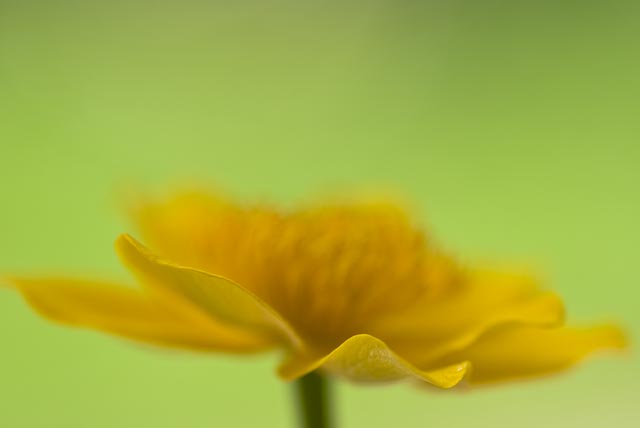 Sumpfdotterblumen