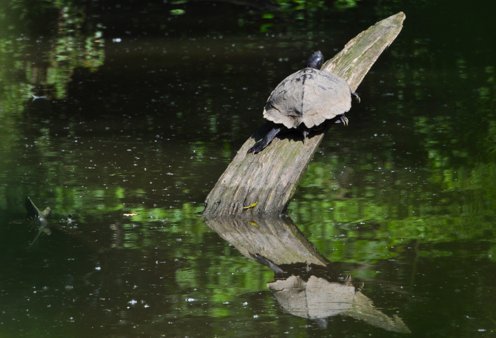 Sumpfschildkröte 01